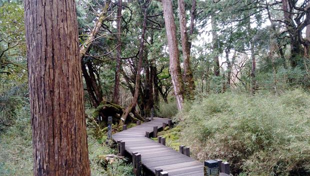太平山森林遊樂區-木棧B