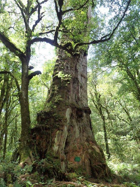 檜木林道-高齡樹