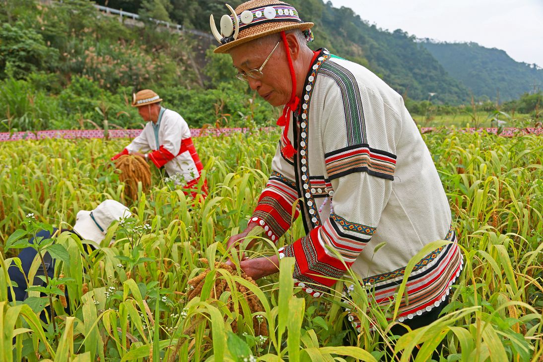 泰雅播種祭-農作